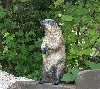 Beaver Statue - Oregon Zoo