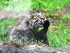 Bobcat cleaning up - Oregon Zoo