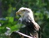 Bald Eagle - Oregon Zoo