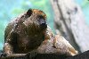Slow day for monkeying around - Oregon Zoo