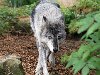 Wolf - Oregon Zoo