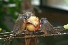 Three birds eating - Oregon Zoo