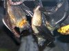 Fruit bats - Oregon Zoo