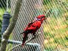 Black winged Lorikeet - Oregon Zoo